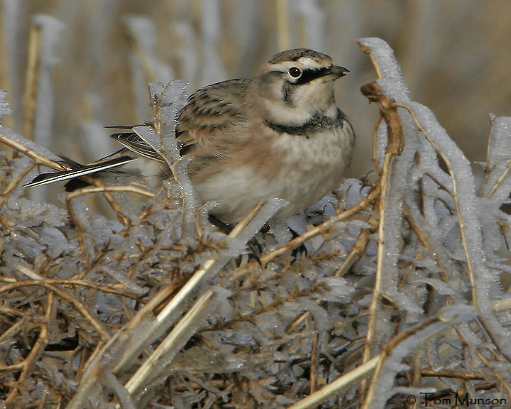 Horned Lark