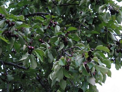 black cherries