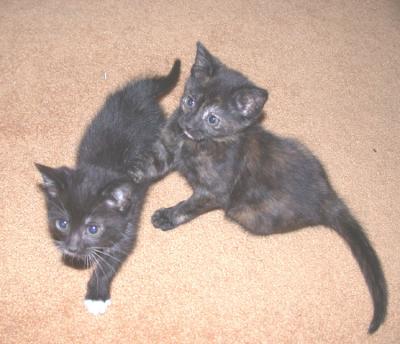 u34/coasterkitty/medium/22422872.TimbersKumba4251.jpg
