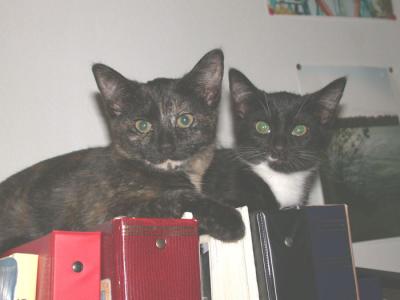 u34/coasterkitty/medium/22422960.TimbersKumba61003.jpg
