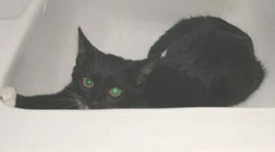 u34/coasterkitty/medium/22423231.Kumb61703.jpg