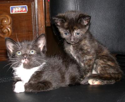 u34/coasterkitty/medium/22423309.TimbersKumba4.jpg
