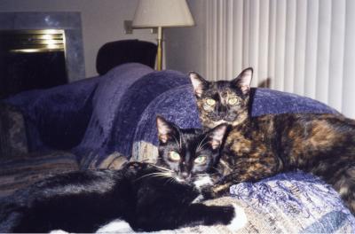 u34/coasterkitty/medium/22423331.Oct1106.jpg