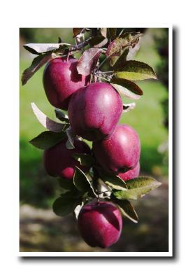 Apples at Biscay Orchards