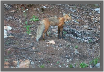 then standing in the wide open to taunt us again! Oh, you foxy thing!