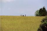 Bull Run Battlefield, at Manassas