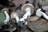 Hygrophorus-virgineus8895.jpg