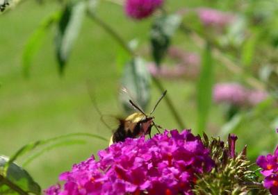 August 29, 2004<br>Snowberry Clearwing Moth
