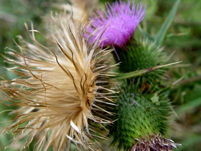 Thistle