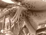 July 14, 2004<br>Stargazer Lily<br>Day 69