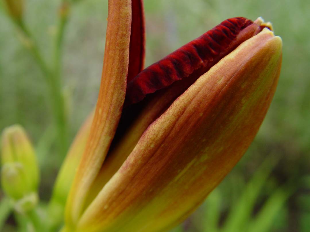 July 11, 2004<br>King Lamoni Daylily