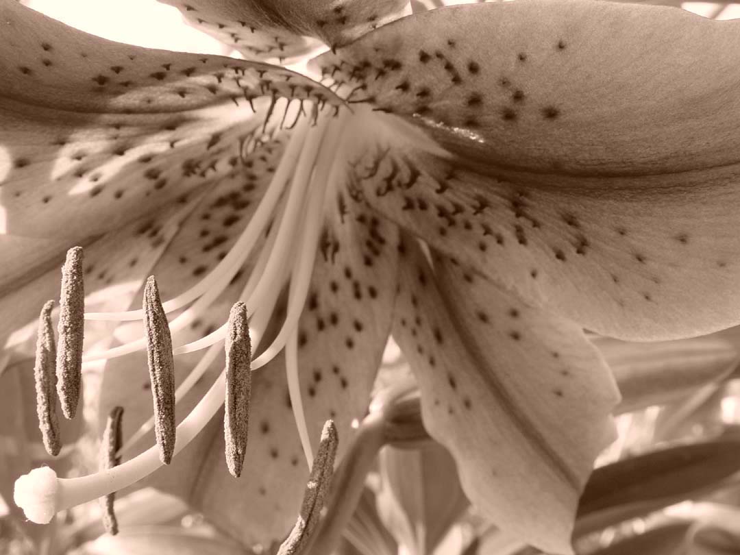 July 14, 2004<br>Stargazer Lily<br>Day 69