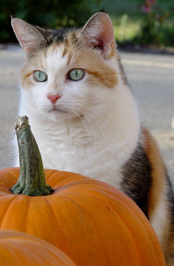 October 6, 2004<br>Calico Pumpkin