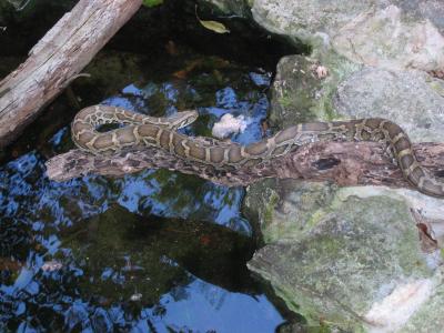 Python, Crococun Zoo, Puerto Morelos, Quintana Roo