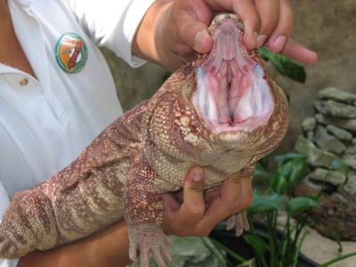 Lizard, Crococun Zoo, Puerto Morelos, Quintana Roo