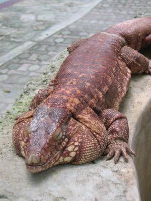 Lizard, Crococun Zoo, Puerto Morelos, Quintana Roo