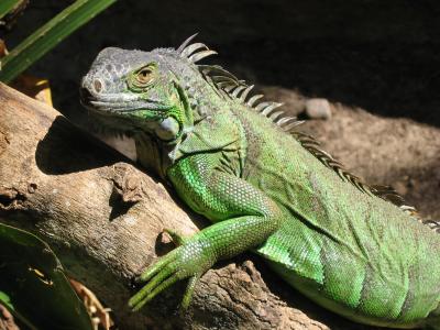 Iguana, Crococun Zoo, Puerto Morelos, Quintana Roo