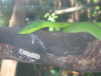 Tree snake, Crococun Zoo, Puerto Morelos, Quintana Roo