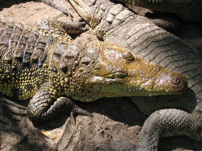 Crocodile, Crococun Zoo, Puerto Morelos, Quintana Roo