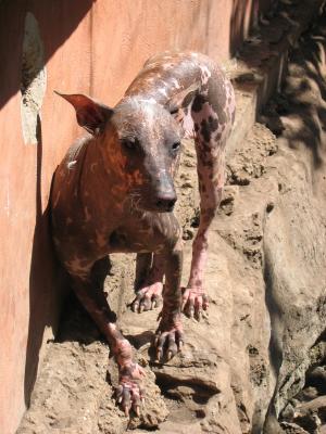 Mexican Hairless, Crococun Zoo, Puerto Morelos, Quintana Roo