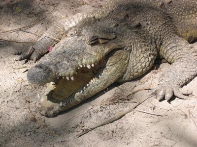 Crocodile, Crococun Zoo, Puerto Morelos, Quintana Roo