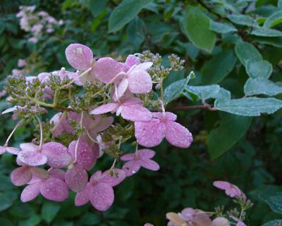 frosthydrangea.jpg
