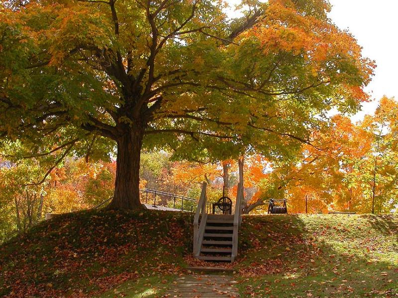 Maple at middle set of locks