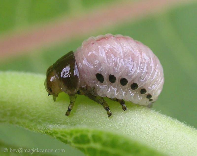 Labidomera clivicollis larva on milkweed leaf