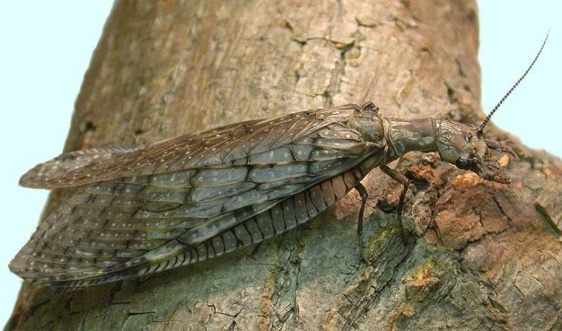 Eastern Dobsonfly -- female