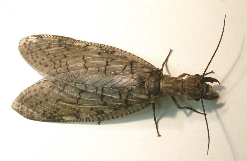 Eastern Dobsonflly -- female -- top view -- small
