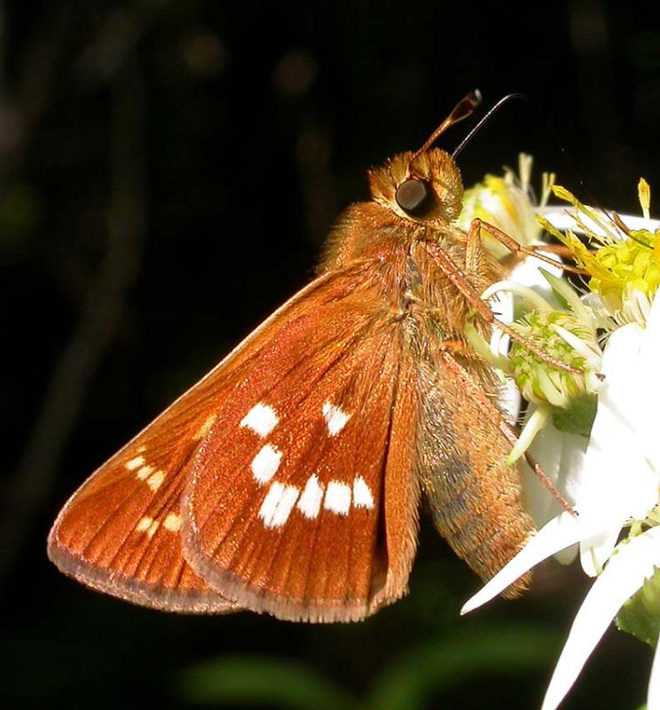 Leonards Skipper -- <i>Hesperia leonardus</i> Harris