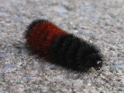 Woolly bear caterpillar crossing pathway