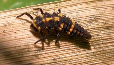 Larva of a species of Lady Beetle