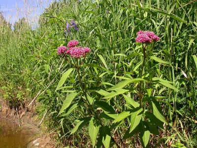 Swamp Milkweed -- Asclepias incarnata on north shore