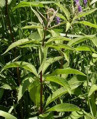 Joe-Pye weed -- (Eupatorium maculatum)