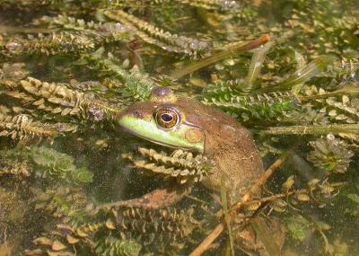 Green  frog in Elodea canadensis