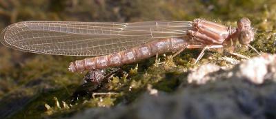 damsel just after emerging