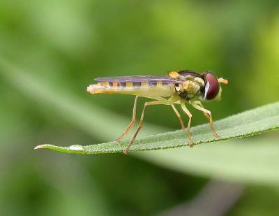Syrphidae -- Hover fly (unidentified)