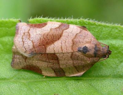 Pandemis cerasana - 3592 - Barred Fruit-tree Tortrix moth -