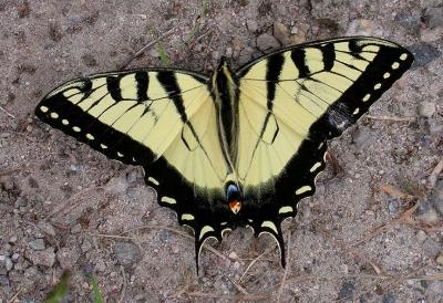 Tiger Swallowtail -- view 1 - Murphy's Point Prov. Park