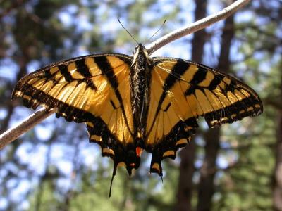 Tiger Swallowtail -- view 1 -- Baird Woods in Lanark County