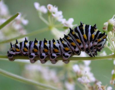 4th instar of a Black Swallowtail --  Papilio polyxenes