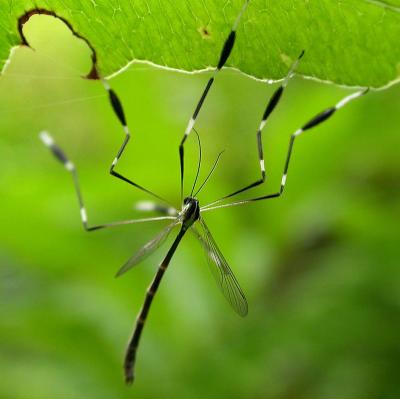 Phantom Crane Fly -- <i>Bittacomorpha clavipes</i>