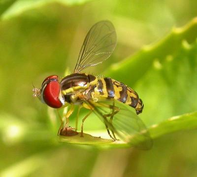 Toxomerus sp. -- Hover fly