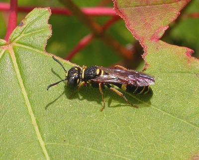 a bee wolf wasp in the genus Philanthus, family Sphecidae.