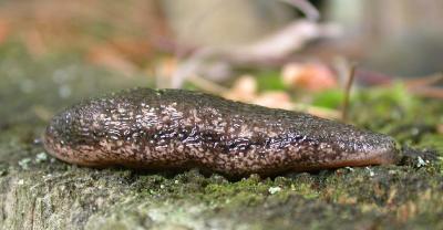 Slug from Baird Woods