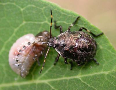 Stink Bug with Milkweed Beetle larva -- no I.D. for instar bug -- possibly a Brochymena species(?)