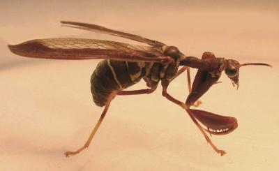 Climaciella brunnea - Brown Mantidfly -- large