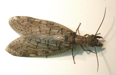 Corydalidae