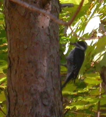 Black-backed woodpecker - 1